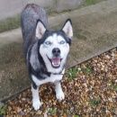 Подробнее об объявлении «Яхрома Найдена собака хаски, девочка» Фото: найдена собака Сибирская хаски «Яхрома Найдена собака хаски, девочка» в г. Яхрома