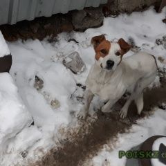 Подробнее об объявлении «Найдена собака Шахты» Фото: найдена собака  «Найдена собака Шахты» в г. Шахты