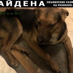 Подробнее об объявлении «Найдена собака кобель на старой деревне Санкт-Петербург» Фото: найдена собака  «Найдена собака кобель на старой деревне...» в г. Санкт-Петербург