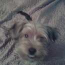 Подробнее об объявлении «Гурзуф Найдена собака. йорк йоршский терьер» Фото: найдена собака  «Гурзуф Найдена собака. йорк йоршский терьер» в г. Гурзуф