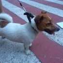 Подробнее об объявлении «Москва Найдена собака кобель джек рассел» Фото: найдена собака Джек рассел терьер «Москва Найдена собака кобель джек рассел» в г. Москва