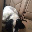 Подробнее об объявлении «Найдена собака кобель Нижний Новгород» Фото: найдена собака  «Найдена собака кобель Нижний Новгород» в г. Нижний Новгород