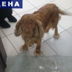 Подробнее об объявлении «Найдена собака спаниель девочка Кемерово» Фото: найдена собака Кламбер-спаниель «Найдена собака спаниель девочка Кемерово» в г. Кемерово