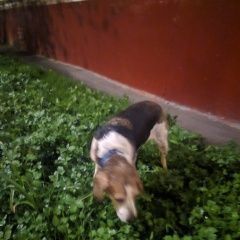 Подробнее об объявлении «Найдена собака Москва» Фото: найдена собака Бигль «Найдена собака Москва» в г. Москва