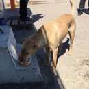 Подробнее об объявлении «Найдена собака Нижний Новгород» Фото: найдена собака Шар-пей «Найдена собака Нижний Новгород» в г. Нижний Новгород