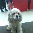 Подробнее об объявлении «Найдена собака американский кокер спаниель самка Электросталь» Фото: найдена собака Американский кокер-спаниель «Найдена собака американский кокер спаниель...» в г. Электросталь