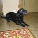 Подробнее об объявлении «Рубцовск Найдена собака кобель» Фото: найдена собака  «Рубцовск Найдена собака кобель» в г. Рубцовск