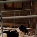 Подробнее об объявлении «Найдена собака кобель Электросталь» Фото: найдена собака  «Найдена собака кобель Электросталь» в г. Электросталь