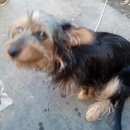 Подробнее об объявлении «Воронеж Найдена собака» Фото: найдена собака  «Воронеж Найдена собака» в г. Воронеж