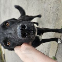 Подробнее об объявлении «Аксай (Ростовская обл.) Найдена собака кобель чёрный кобель.» Фото: найдена собака  «Аксай (Ростовская обл.) Найдена собака кобель...» в г. Аксай (Ростовская обл.)