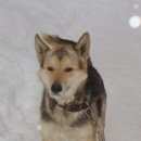 Подробнее об объявлении «Ижевск Найдена собака кобель» Фото: найдена собака  «Ижевск Найдена собака кобель» в г. Ижевск