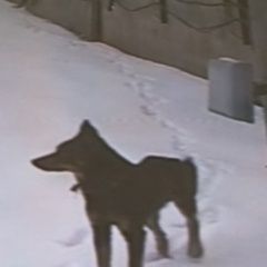 Подробнее об объявлении «Красноярск Найдена собака на огороженной территори» Фото: найдена собака  «Красноярск Найдена собака на огороженной территори» в г. Красноярск