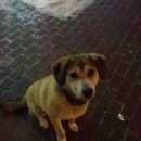 Подробнее об объявлении «Белгород Найдена собака» Фото: найдена собака  «Белгород Найдена собака» в г. Белгород