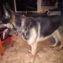 Подробнее об объявлении «Нижний Новгород Найдена собака кобель немецкая овчарка» Фото: найдена собака Немецкая овчарка «Нижний Новгород Найдена собака кобель немецкая...» в г. Нижний Новгород