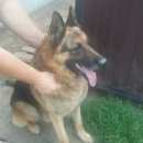 Подробнее об объявлении «Красноярск Найдена собака кобель немецкая овчарка» Фото: найдена собака Немецкая овчарка «Красноярск Найдена собака кобель немецкая овчарка» в г. Красноярск