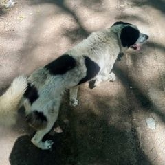 Подробнее об объявлении «Великие Луки Найдена собака» Фото: найдена собака  «Великие Луки Найдена собака» в г. Великие Луки