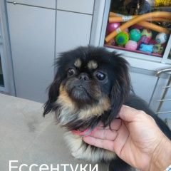 Подробнее об объявлении «Ессентуки Найдена собака» Фото: найдена собака Пекинес «Ессентуки Найдена собака» в г. Ессентуки