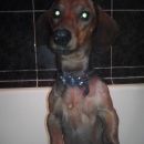 Подробнее об объявлении «Ульяновск Найдена собака кобель» Фото: найдена собака Такса «Ульяновск Найдена собака кобель» в г. Ульяновск