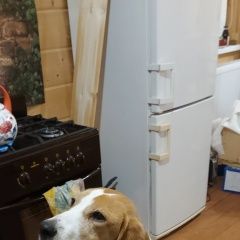 Подробнее об объявлении «Юхнов Найдена собака гончая, девочка, .г.» Фото: найдена собака Гончая «Юхнов Найдена собака гончая, девочка, .г.» в г. Юхнов