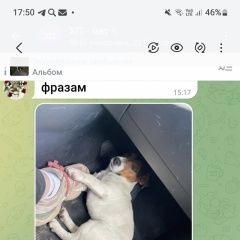 Подробнее об объявлении «Кисловодск Найдена собака джек-рассел» Фото: найдена собака Джек рассел терьер «Кисловодск Найдена собака джек-рассел» в г. Кисловодск