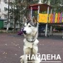 Подробнее об объявлении «Найдена собака хаски Москва» Фото: найдена собака Сибирская хаски «Найдена собака хаски Москва» в г. Москва