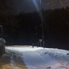 Подробнее об объявлении «Найдена собака юзао обручева Москва» Фото: найдена собака  «Найдена собака юзао обручева Москва» в г. Москва
