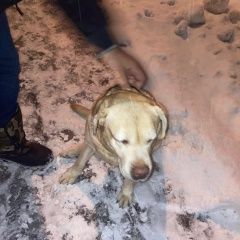 Подробнее об объявлении «Найдена собака Москва» Фото: найдена собака Лабрадор ретривер «Найдена собака Москва» в г. Москва