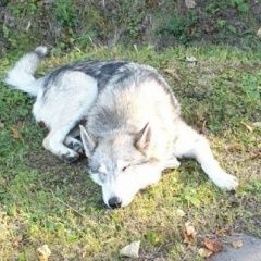 Подробнее об объявлении «Найдена собака кобель мальчик и девочка хаски или лайки Троицк» Фото: найдена собака Сибирская хаски «Найдена собака кобель мальчик и девочка хаски...» в г. Троицк