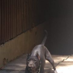 Подробнее об объявлении «Найдена собака Краснодар» Фото: найдена собака Стаффордширский бультерьер «Найдена собака Краснодар» в г. Краснодар