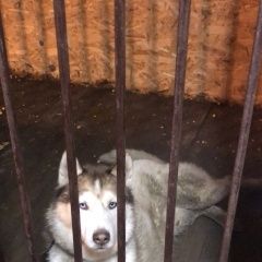 Подробнее об объявлении «Найдена собака кобель хаски песочного цвета Ростов-на-Дону» Фото: найдена собака Сибирская хаски «Найдена собака кобель хаски песочного цвета...» в г. Ростов-на-Дону