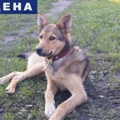 Подробнее об объявлении «Выборг Найдена собака в п.северный» Фото: найдена собака  «Выборг Найдена собака в п.северный» в г. Выборг