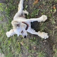 Подробнее об объявлении «Найдена собака кобель. Семилуки» Фото: найдена собака  «Найдена собака кобель. Семилуки» в г. Семилуки