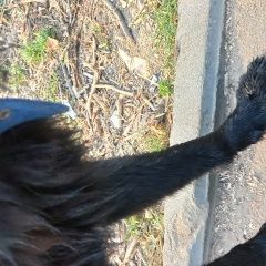 Подробнее об объявлении «Найдена собака станция хлебниково, Долгопрудный» Фото: найдена собака  «Найдена собака станция хлебниково, Долгопрудный» в г. Долгопрудный