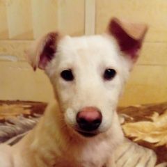 Подробнее об объявлении «Коломна Найдена собака - отдам щенка в добрые руки.» Фото: найдена собака  «Коломна Найдена собака - отдам щенка в добрые...» в г. Коломна