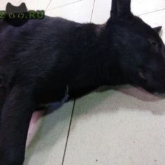 Подробнее об объявлении «Найдена собака замечена черная собака/пёс Набережные Челны» Фото: найдена собака  «Найдена собака замечена черная собака/пёс...» в г. Набережные Челны