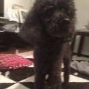 Подробнее об объявлении «Дубна Найдена собака кобель черный пудель» Фото: найдена собака Пудель «Дубна Найдена собака кобель черный пудель» в г. Дубна