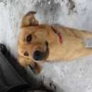 Подробнее об объявлении «Киржач Найдена собака сос  сос  сос» Фото: найдена собака  «Киржач Найдена собака сос  сос  сос» в г. Киржач