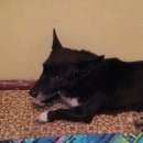 Подробнее об объявлении «Дзержинск Найдена собака кобель невысокий кобель» Фото: найдена собака  «Дзержинск Найдена собака кобель невысокий кобель» в г. Дзержинск