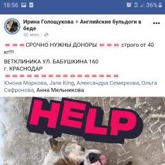 Подробнее об объявлении «Найдена собака кобель бульдогу нужен донор (от 40 кг) Краснодар» Фото: найдена собака Английский бульдог «Найдена собака кобель бульдогу нужен донор (от...» в г. Краснодар