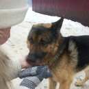 Подробнее об объявлении «Найдена собака кобель немецкой овчарки Орехово-Зуево» Фото: найдена собака Немецкая овчарка «Найдена собака кобель немецкой овчарки...» в г. Орехово-Зуево