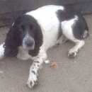 Подробнее об объявлении «Красноярск Найдена собака» Фото: найдена собака  «Красноярск Найдена собака» в г. Красноярск