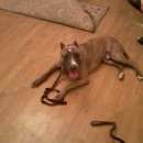 Подробнее об объявлении «Найдена собака кобель предположительно питбуль Ставрополь» Фото: найдена собака  «Найдена собака кобель предположительно питбуль...» в г. Ставрополь