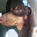 Подробнее об объявлении «Найдена собака такса, сука, к/п Нижний Новгород» Фото: найдена собака Такса «Найдена собака такса, сука, к/п Нижний Новгород» в г. Нижний Новгород