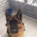 Подробнее об объявлении «Воронеж Найдена собака кобель немецкая овчарка» Фото: найдена собака Немецкая овчарка «Воронеж Найдена собака кобель немецкая овчарка» в г. Воронеж