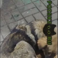 Подробнее об объявлении «Найдена собака жд выхино платформа n2 в сторону области Москва» Фото: найдена собака  «Найдена собака жд выхино платформа n2 в сторону...» в г. Москва