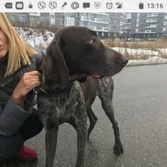 Подробнее об объявлении «Найдена собака #курцхаар Москва» Фото: найдена собака Курцхаар «Найдена собака #курцхаар Москва» в г. Москва