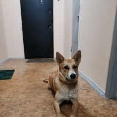 Подробнее об объявлении «Найдена собака 5 июня 2020 Москва» Фото: найдена собака  «Найдена собака 5 июня 2020 Москва» в г. Москва