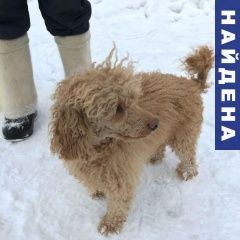 Подробнее об объявлении «Найдена собака кобель абрикосовый пудель кабель Домодедово» Фото: найдена собака Пудель «Найдена собака кобель абрикосовый пудель кабель...» в г. Домодедово