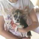 Подробнее об объявлении «Конаково Найдена собака в» Фото: найдена собака Чихуахуа «Конаково Найдена собака в» в г. Конаково