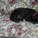 Подробнее об объявлении «Белгород Найдена собака кобель черно-белый стафф или питбуль» Фото: найдена собака Американский стаффордширский терьер «Белгород Найдена собака кобель черно-белый...» в г. Белгород